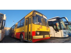 2670733-Przegubowy-autobus-Ikarus-pojedzie-trasa-z-1981-roku